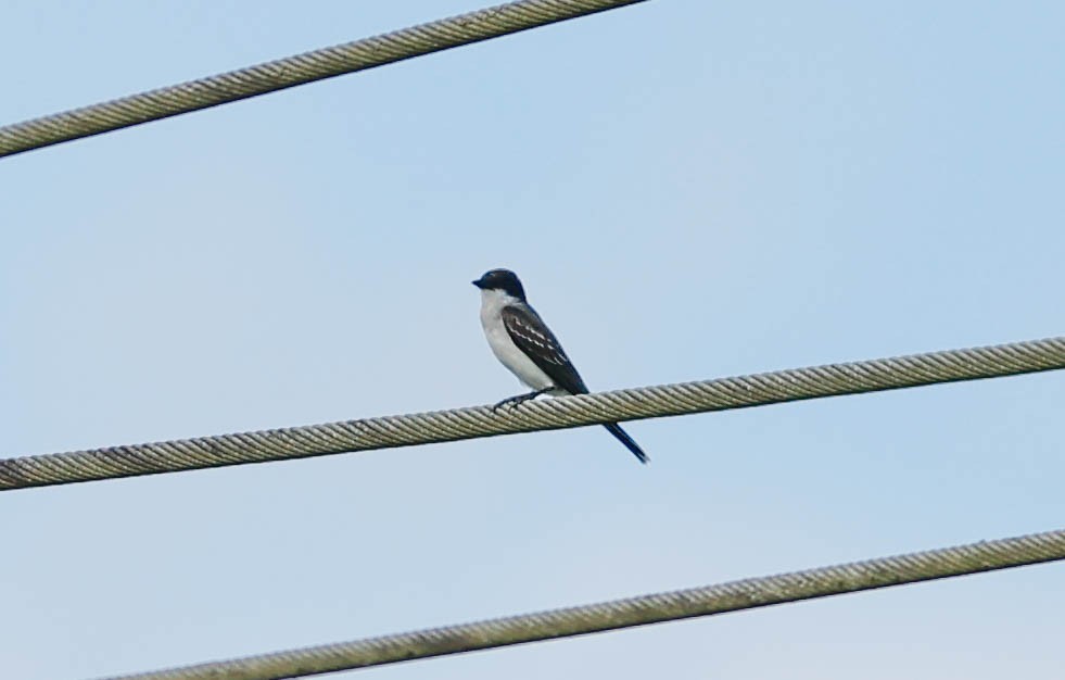 オウサマタイランチョウ - ML644870701