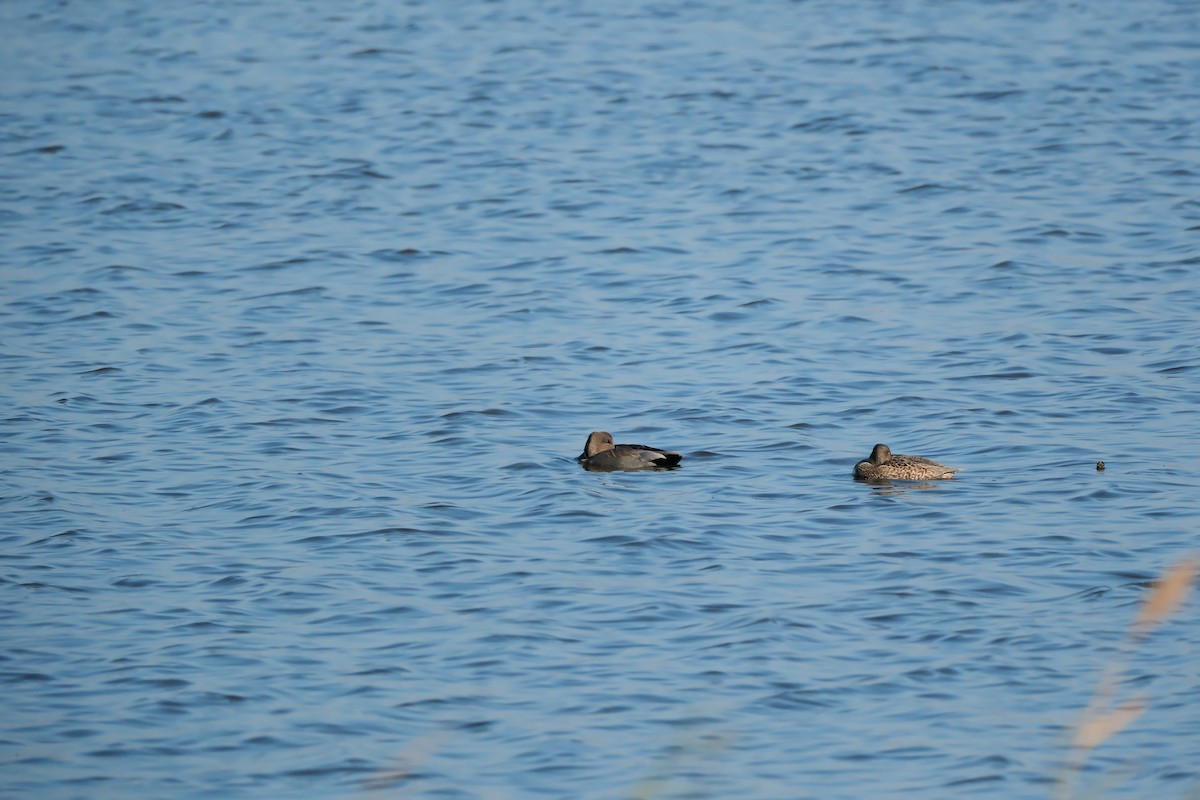 Gadwall - ML644870702