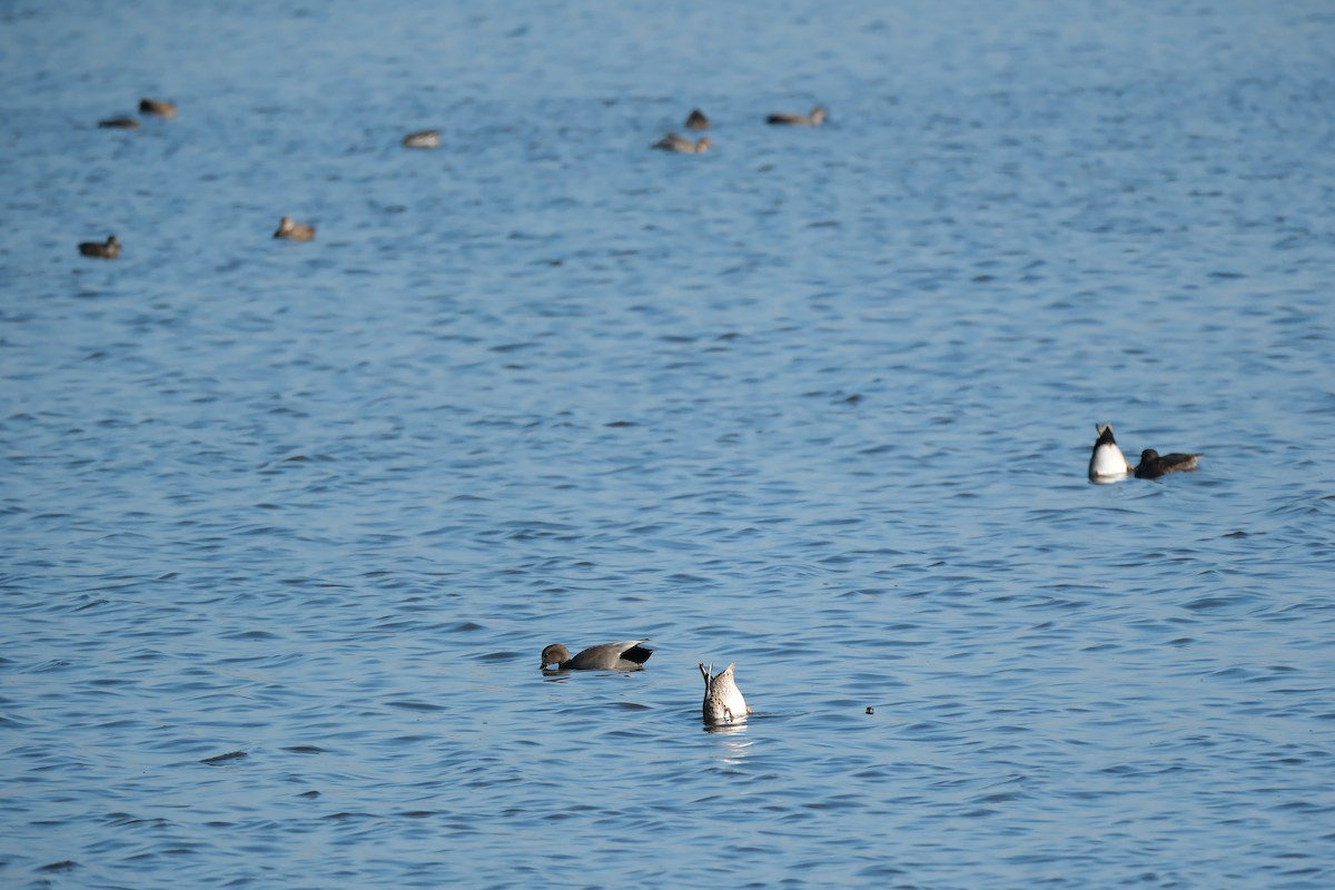 Gadwall - ML644870706