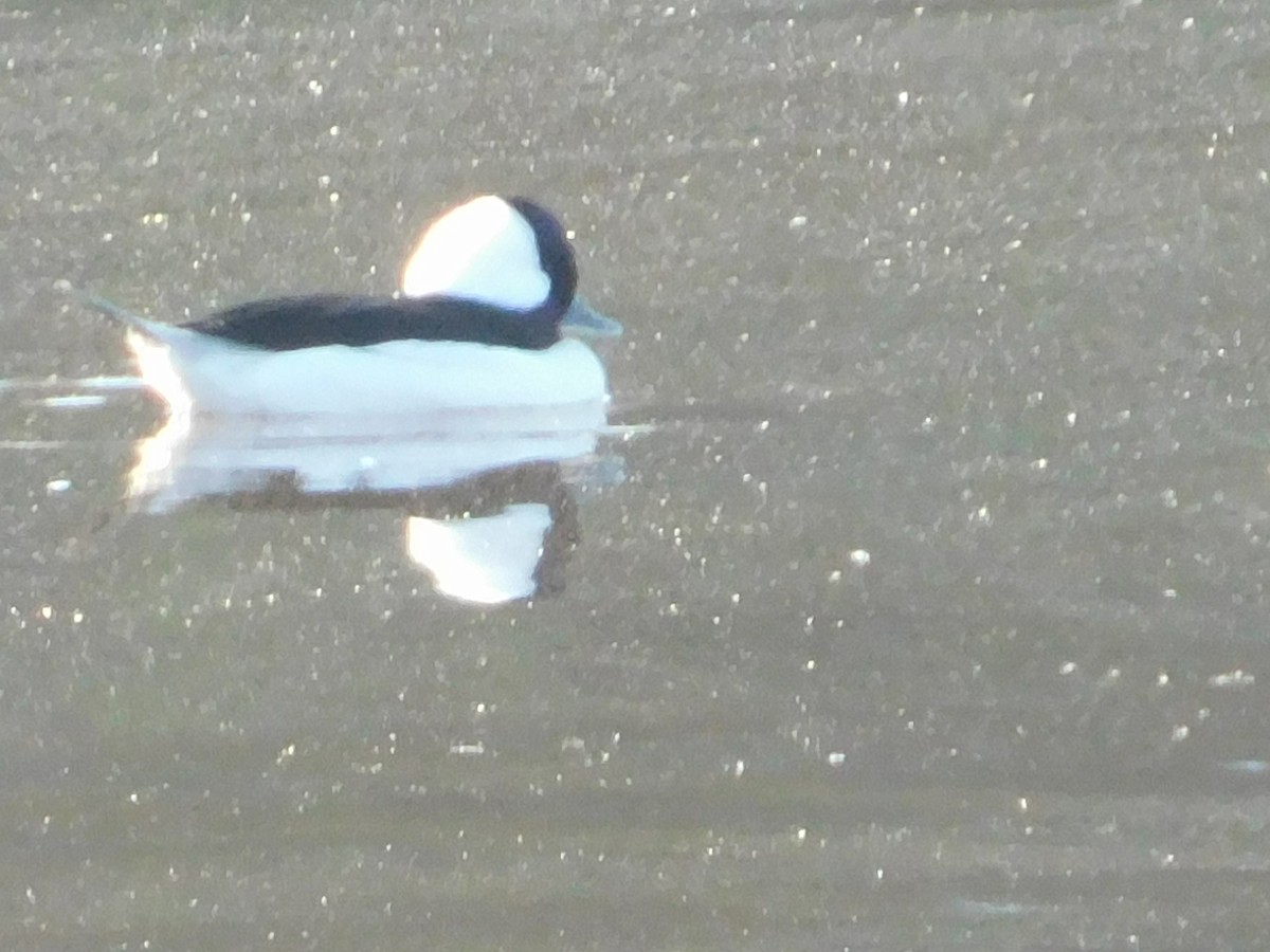 Bufflehead - ML644870710