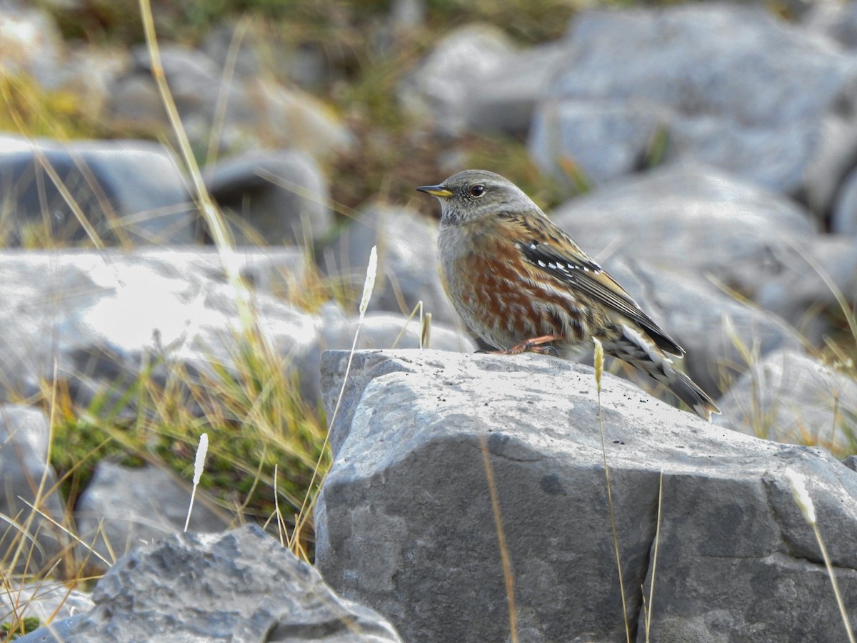 Alpine Accentor - ML644870711