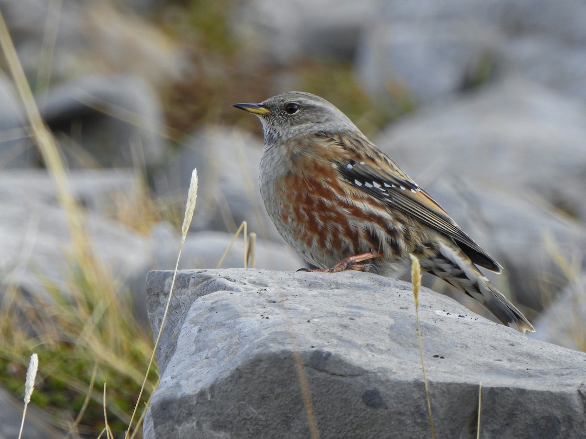 Alpine Accentor - ML644870718
