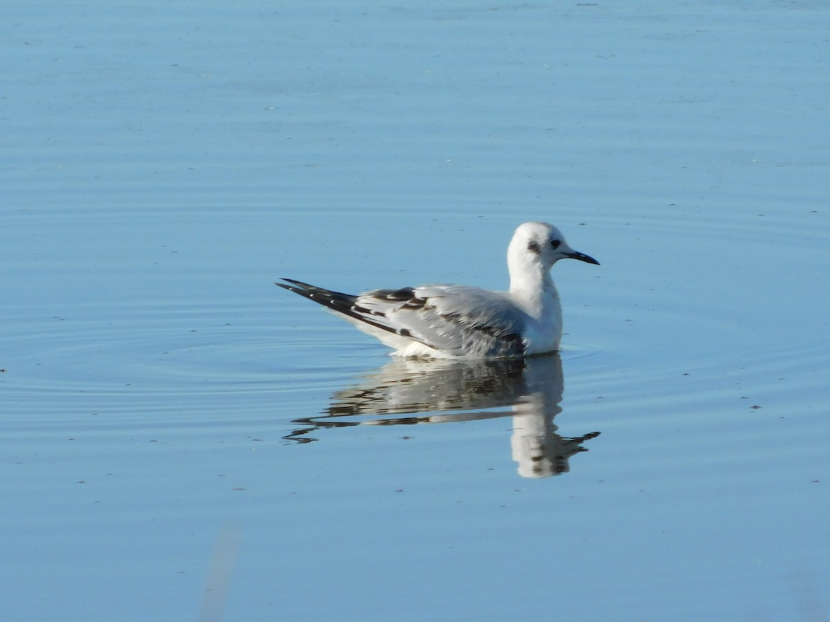 Bonaparte's Gull - ML644870724