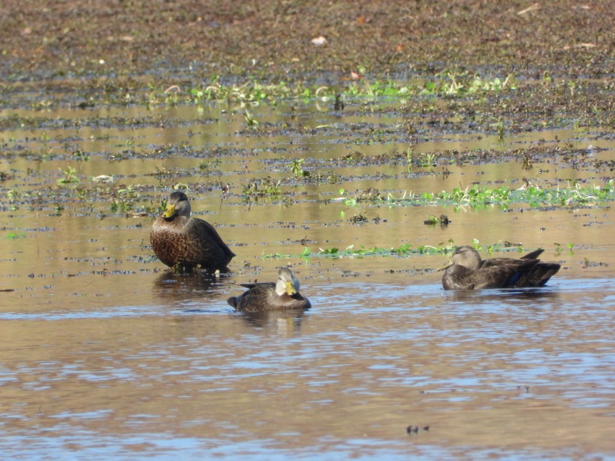 American Black Duck - ML644870725