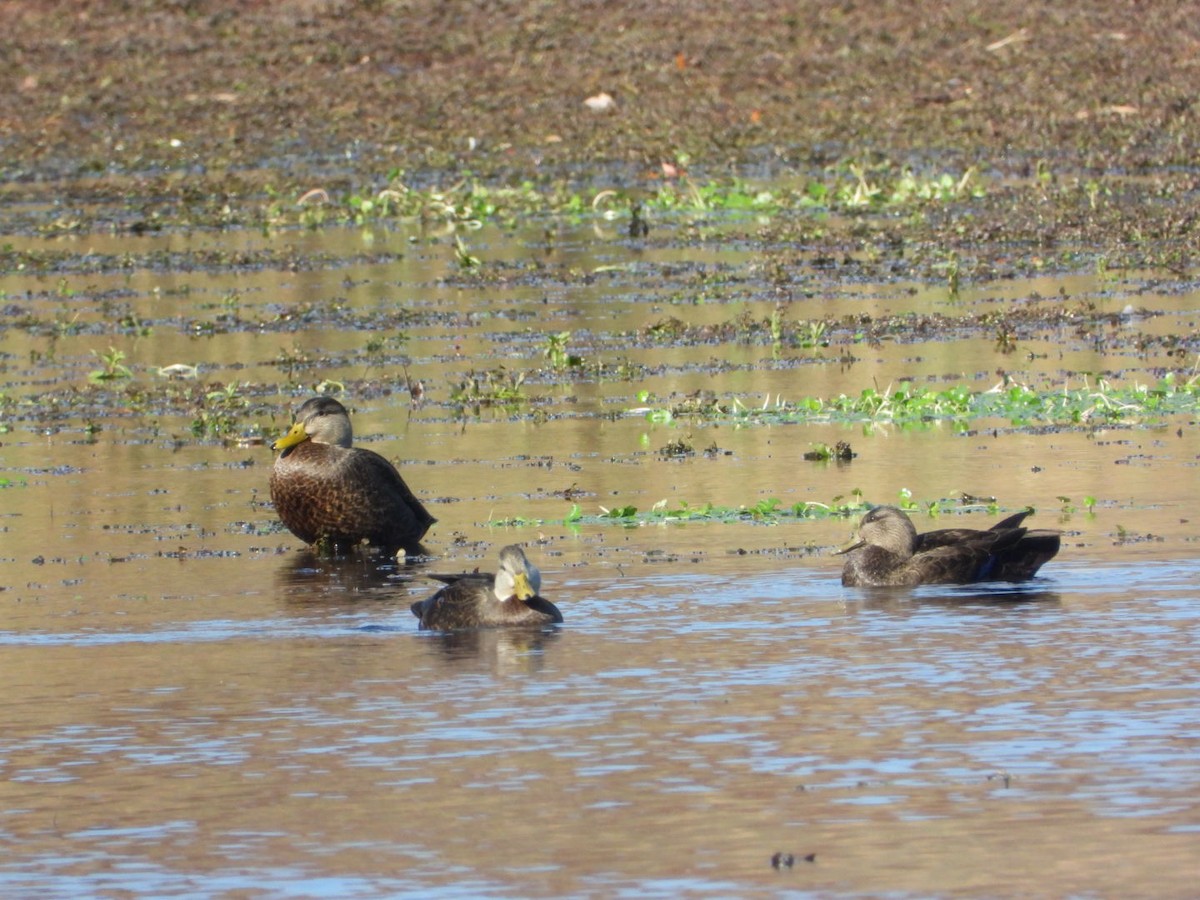 American Black Duck - ML644870726