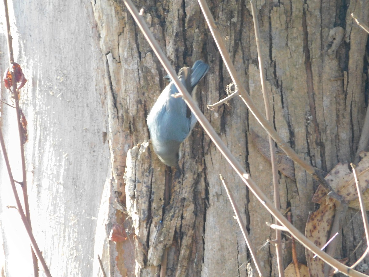 Pygmy Nuthatch - ML644870731