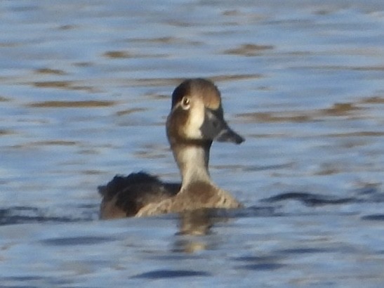 Ring-necked Duck - ML644870733