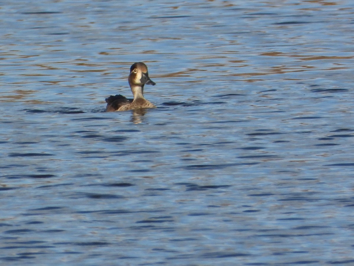 Ring-necked Duck - ML644870734