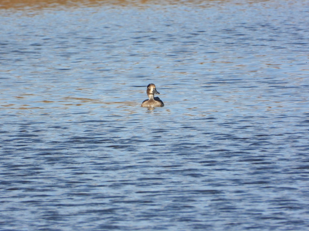 Ring-necked Duck - ML644870735