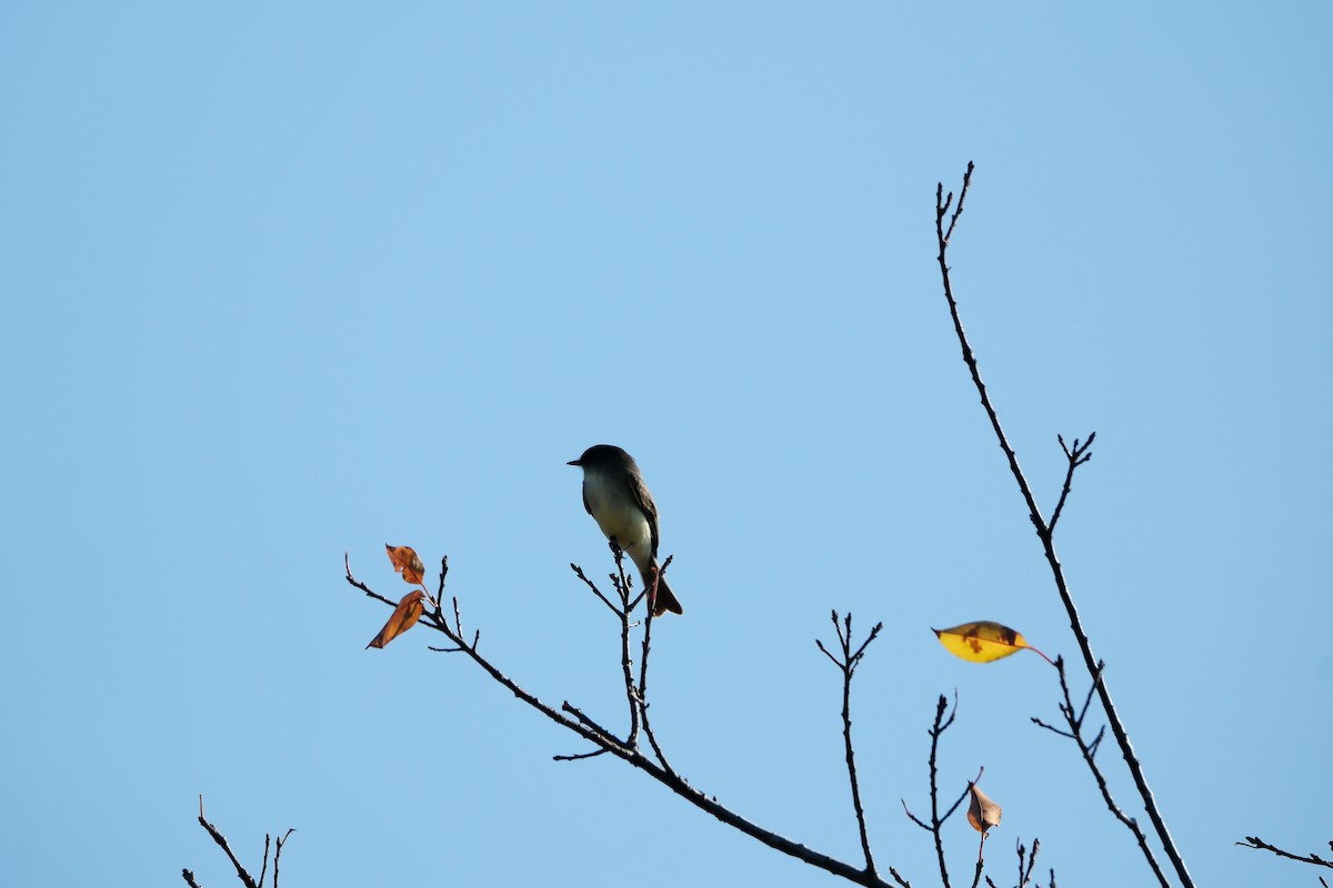 Eastern Phoebe - ML644870736