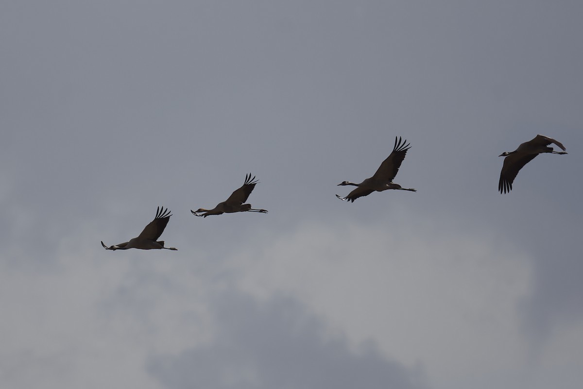 クロヅル - ML644870738