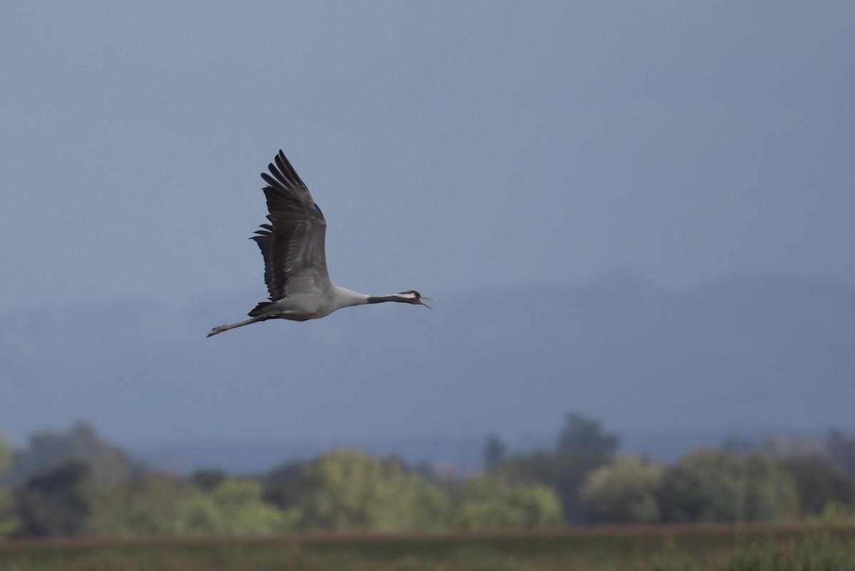 クロヅル - ML644870739