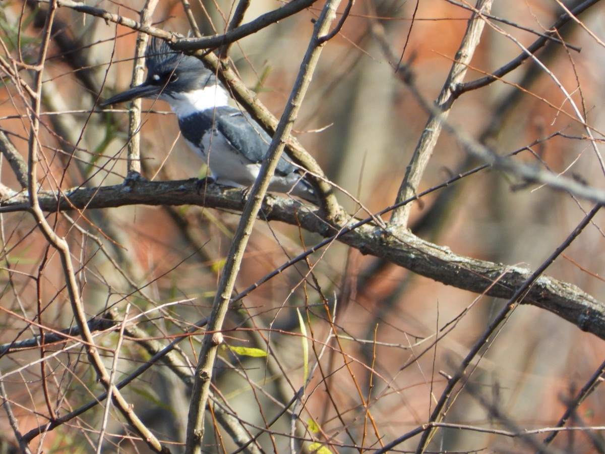 Martin handi iparramerikarra - ML644870740