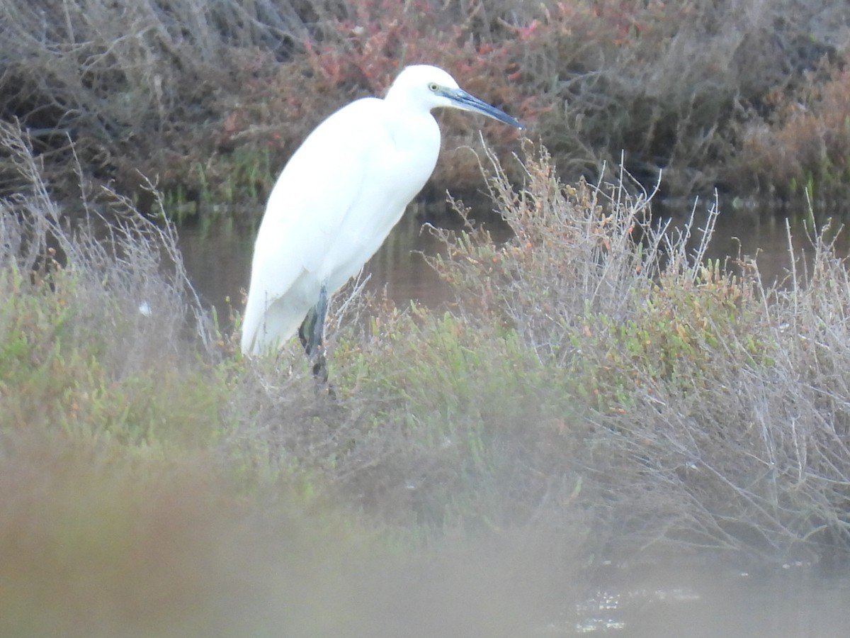 Seidenreiher - ML644870741