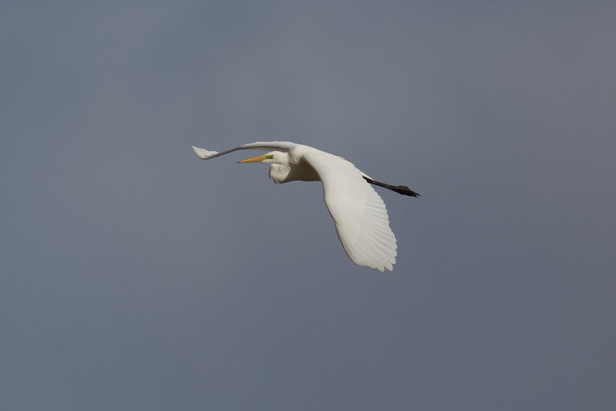 ダイサギ - ML644870748