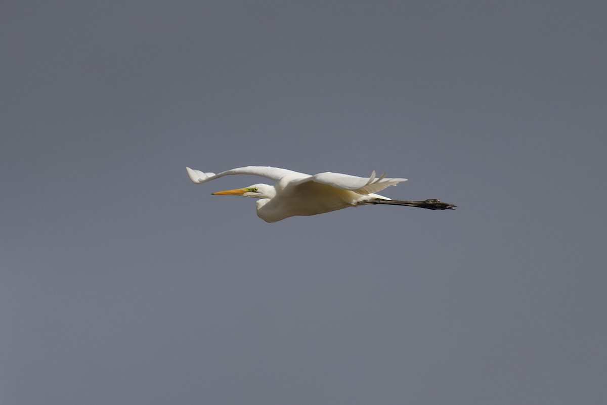 ダイサギ - ML644870749