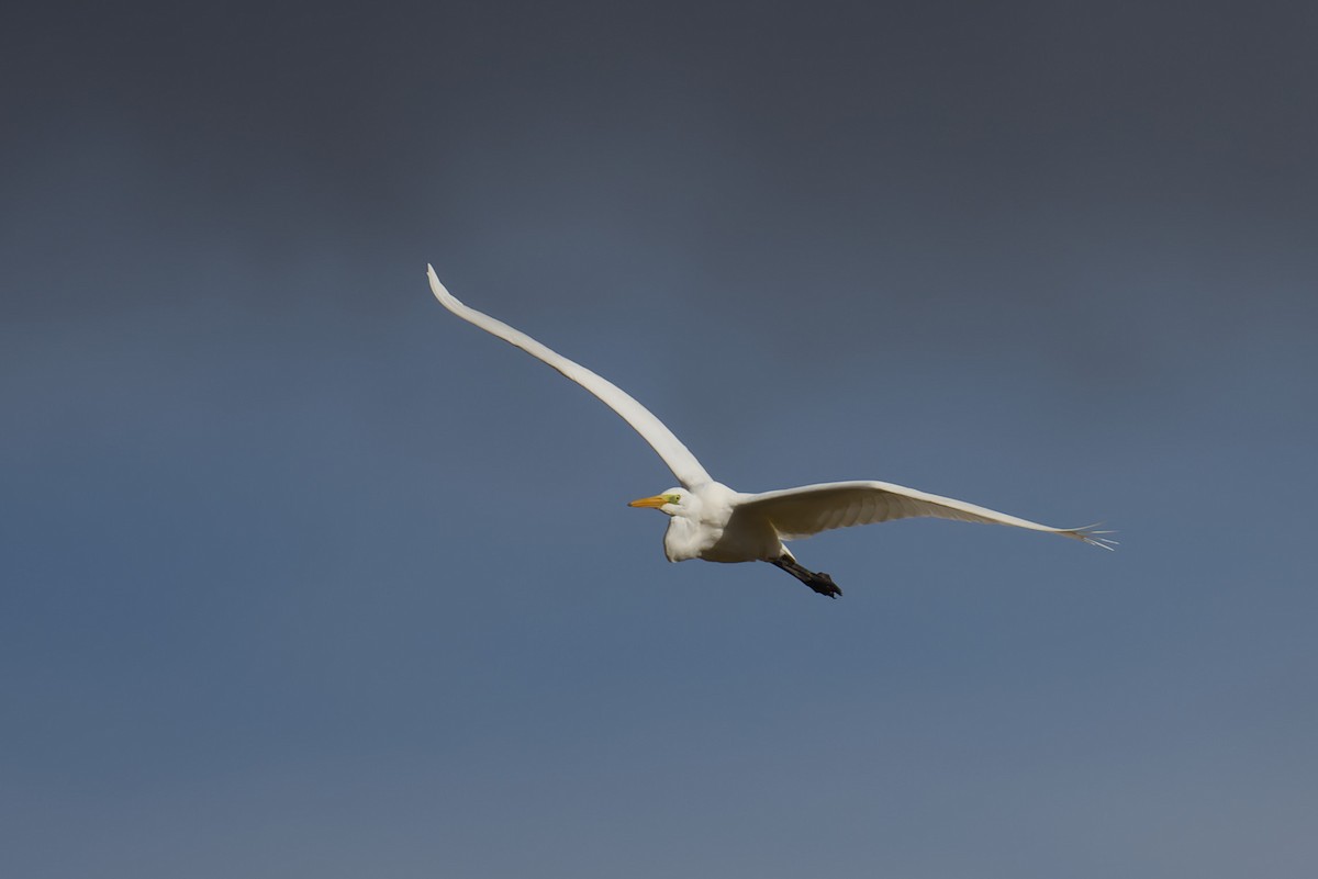 ダイサギ - ML644870750