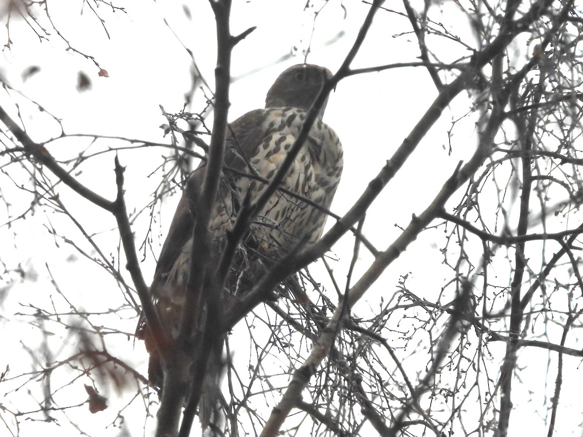 Eurasian Goshawk - ML644870752