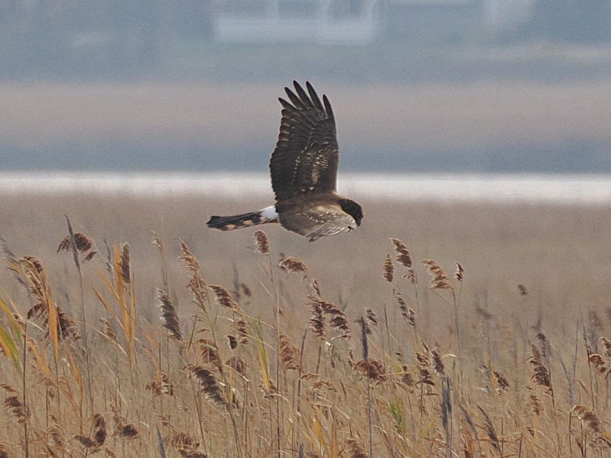 Американский лунь - ML644870757