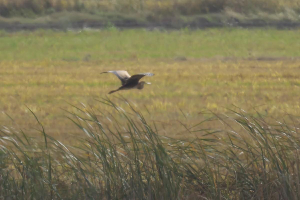 ムラサキサギ - ML644870759