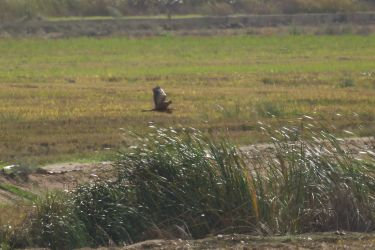 ムラサキサギ - ML644870760