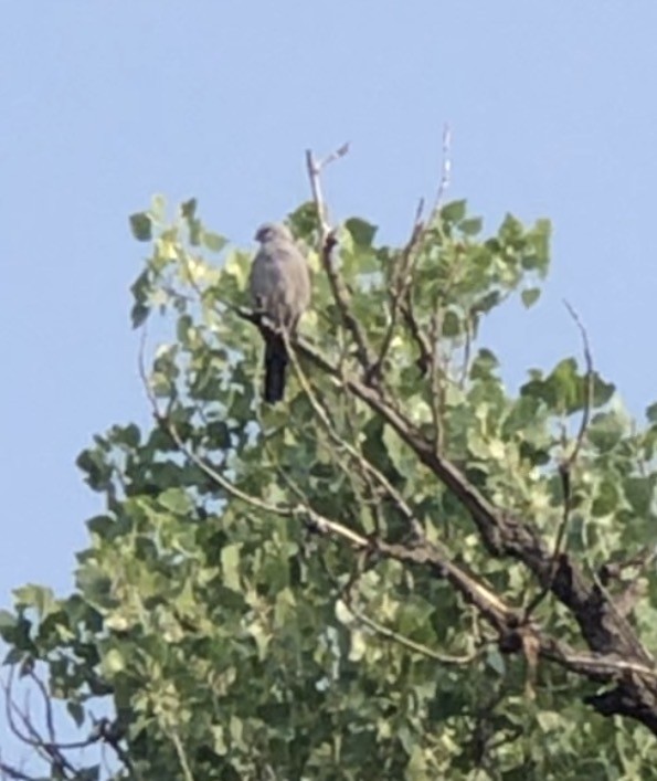 Mississippi Kite - ML644870761