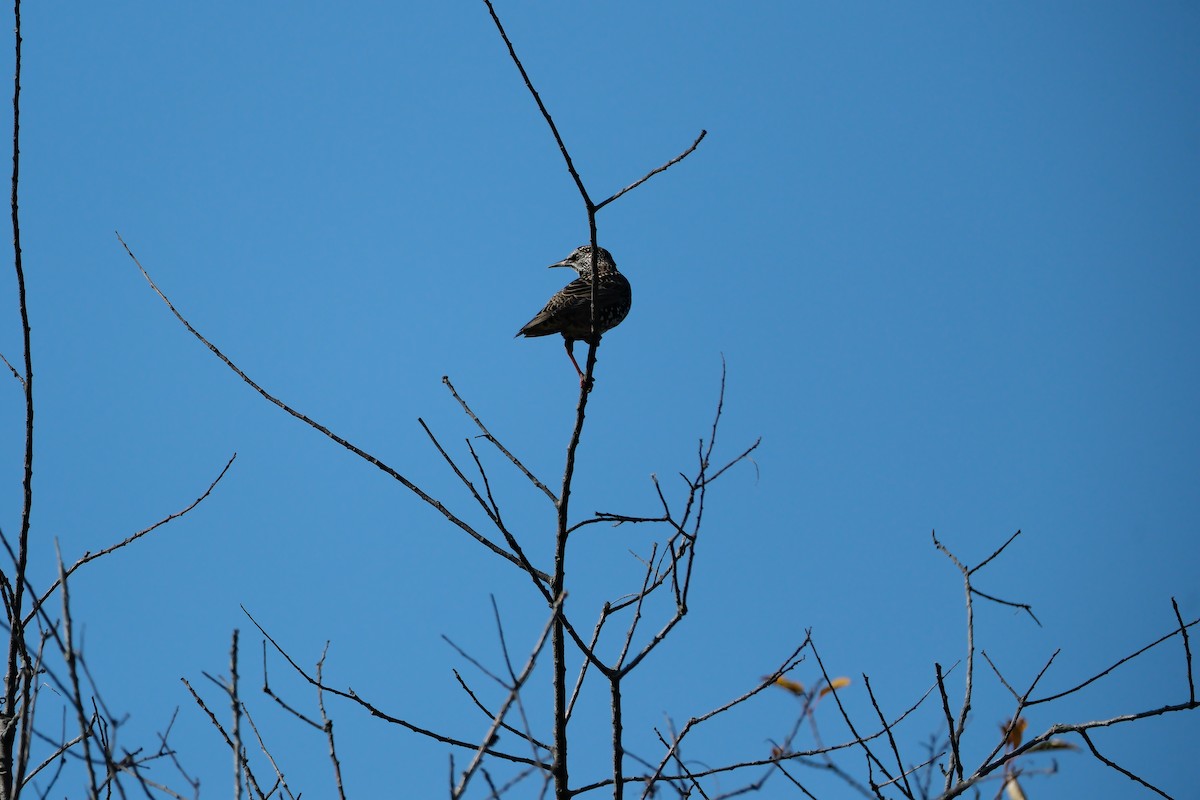European Starling - ML644870763