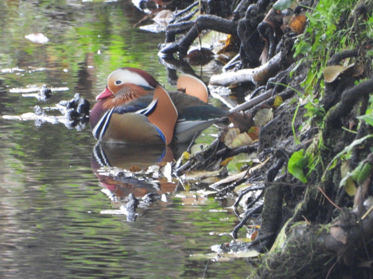 Mandarin Ördeği - ML644870766