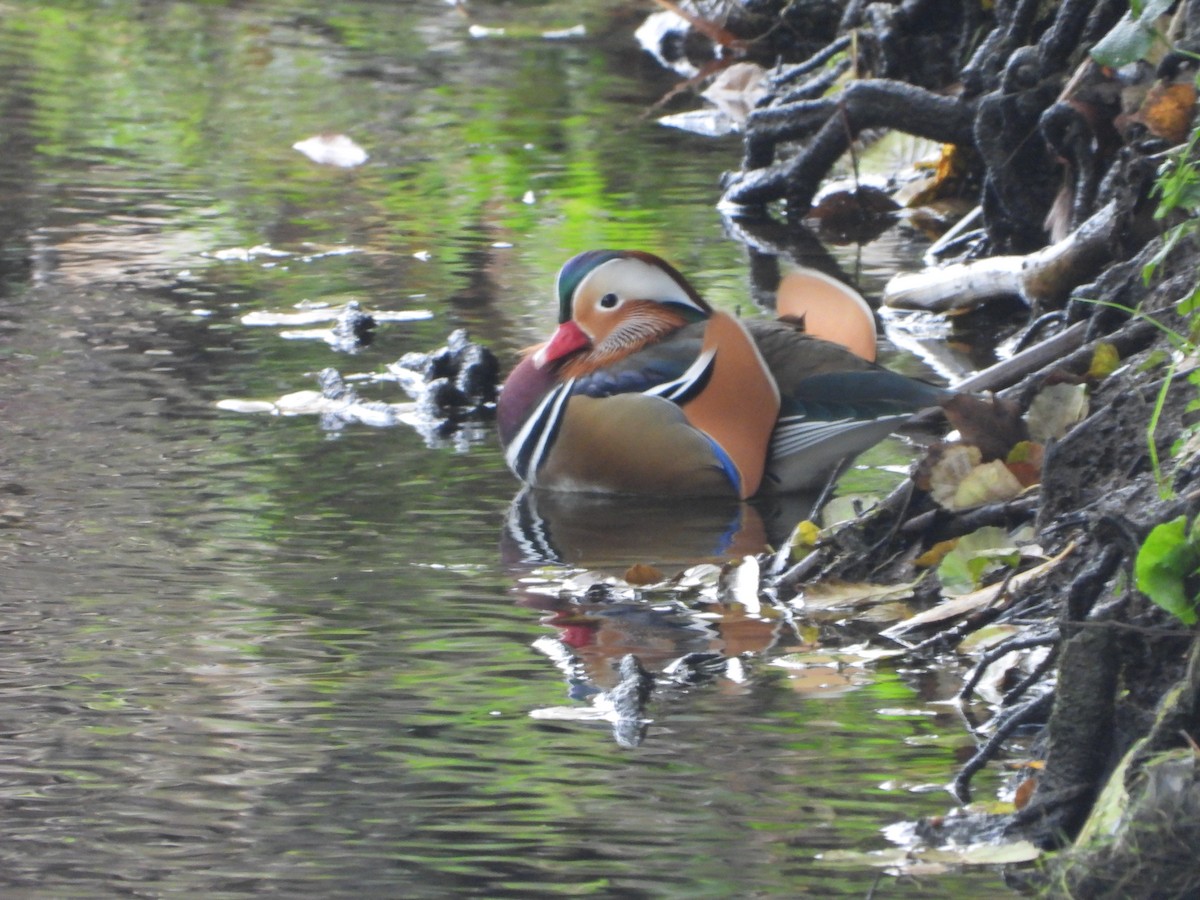 Mandarin Ördeği - ML644870767