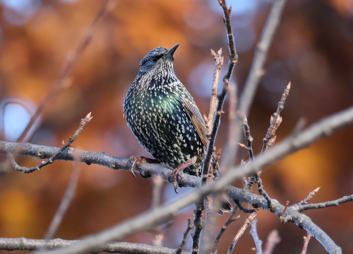 špaček obecný - ML644870777