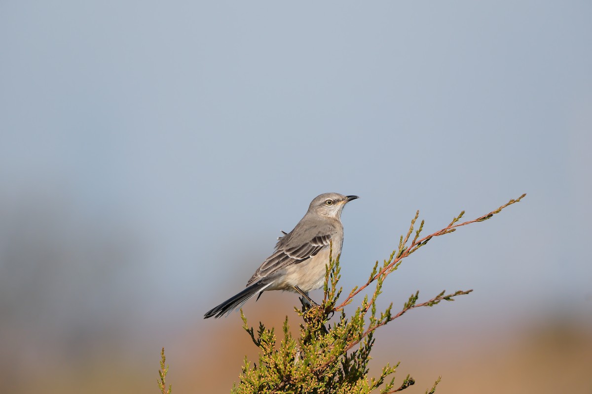 Northern Mockingbird - ML644870784