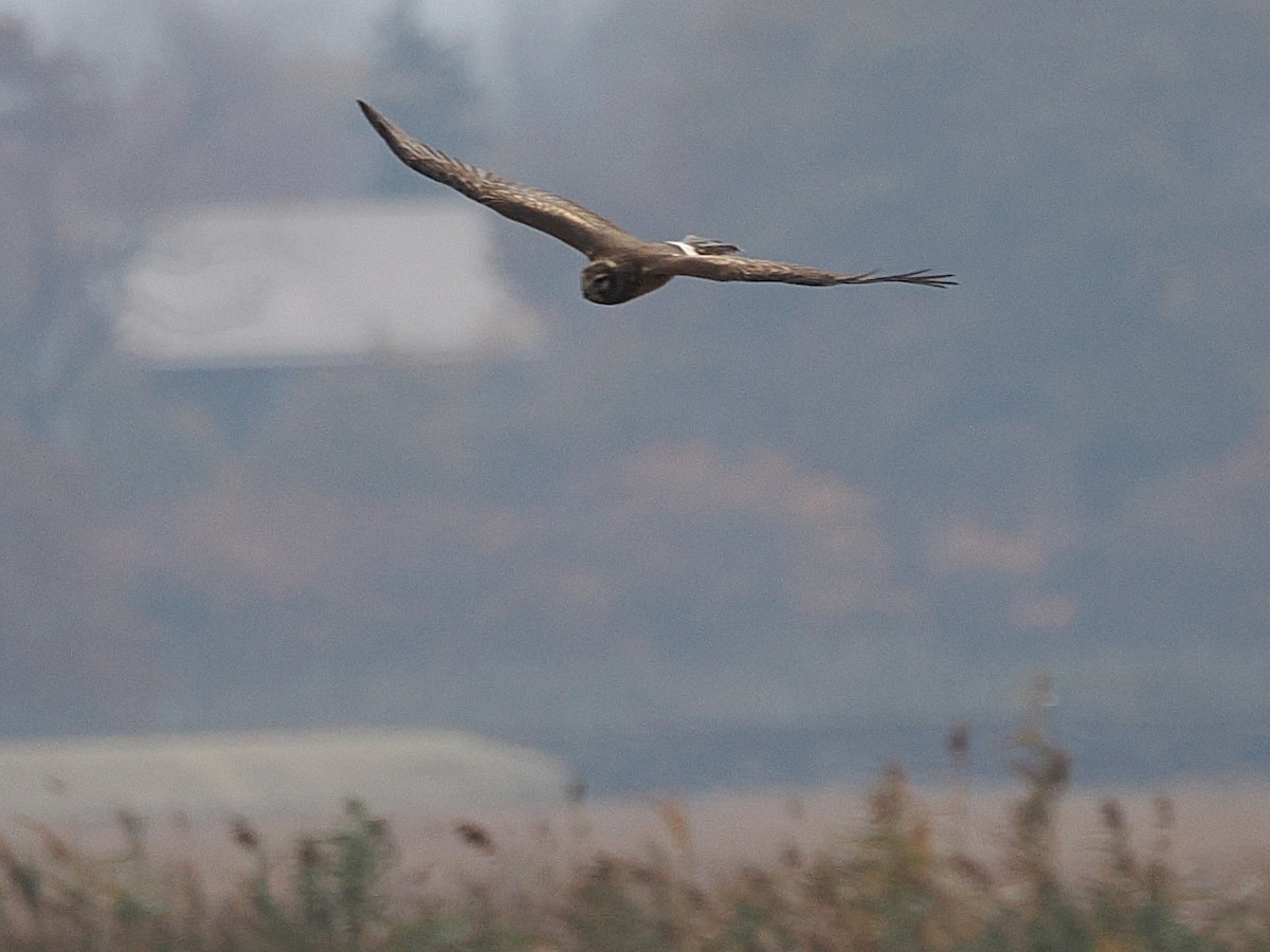 Американский лунь - ML644870792