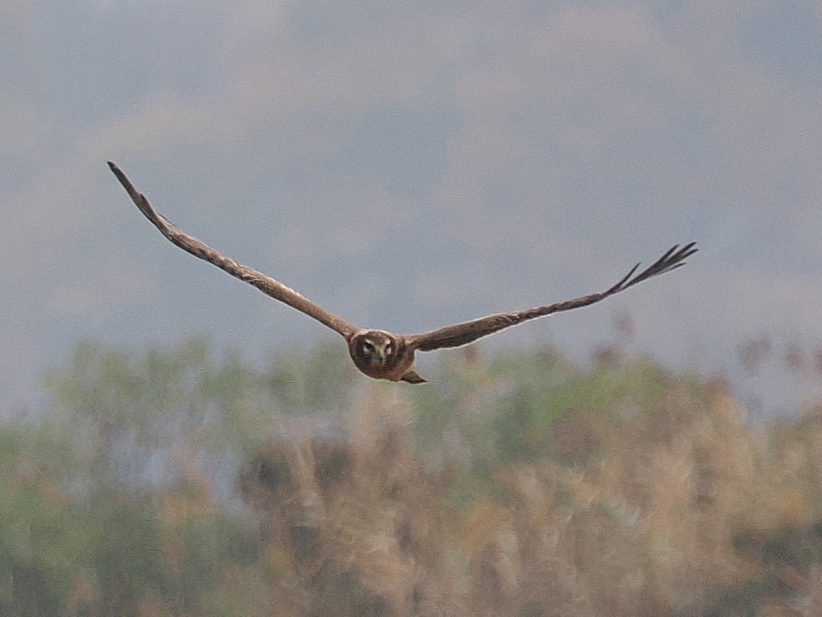 Американский лунь - ML644870793