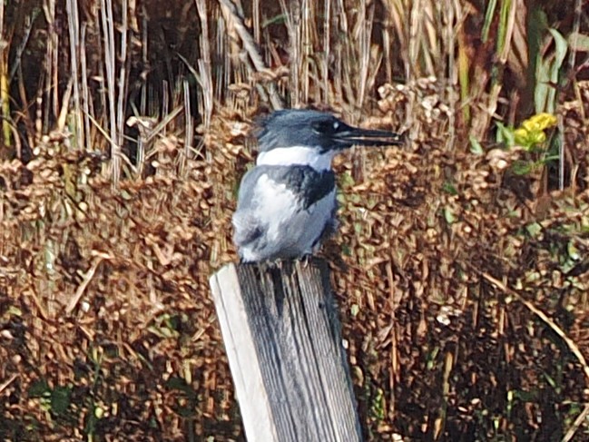 Martin handi iparramerikarra - ML644870794