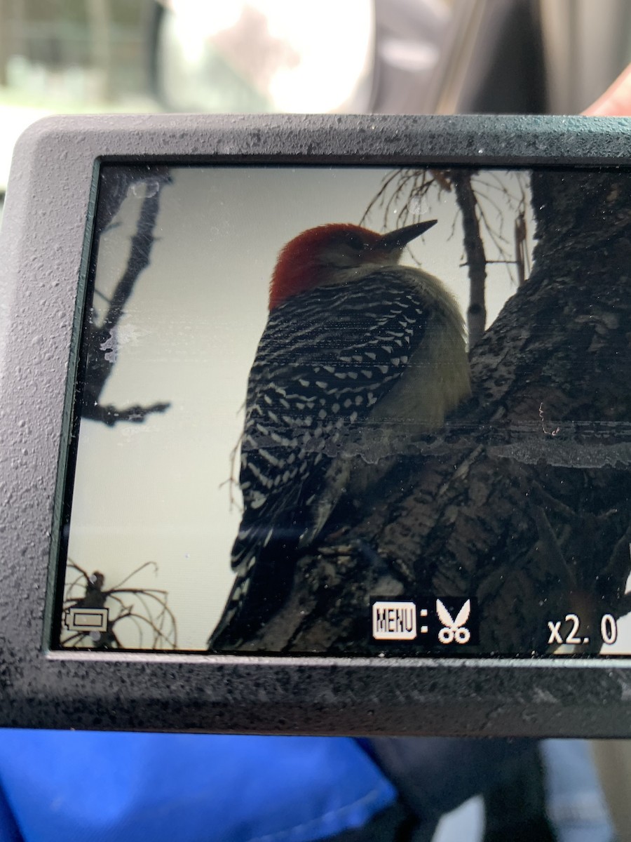 Red-bellied Woodpecker - ML644870797