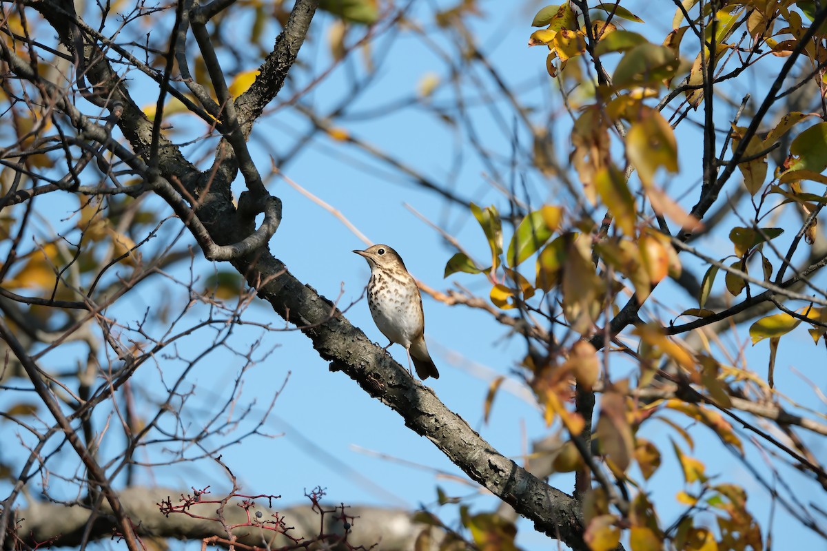 Hermit Thrush - ML644870798