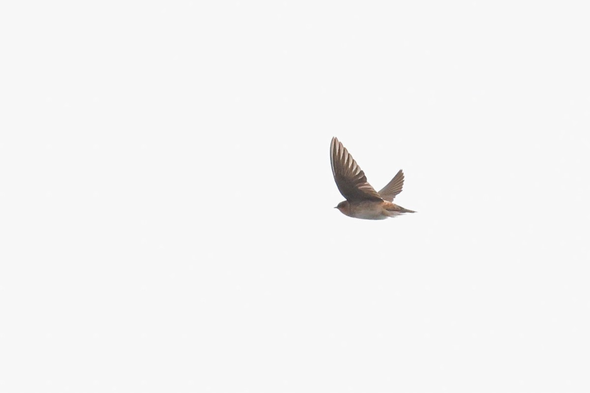 Cave Swallow - ML644870800
