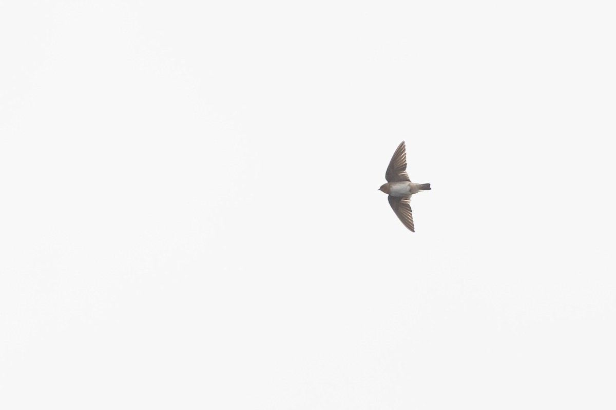 Cave Swallow - ML644870801