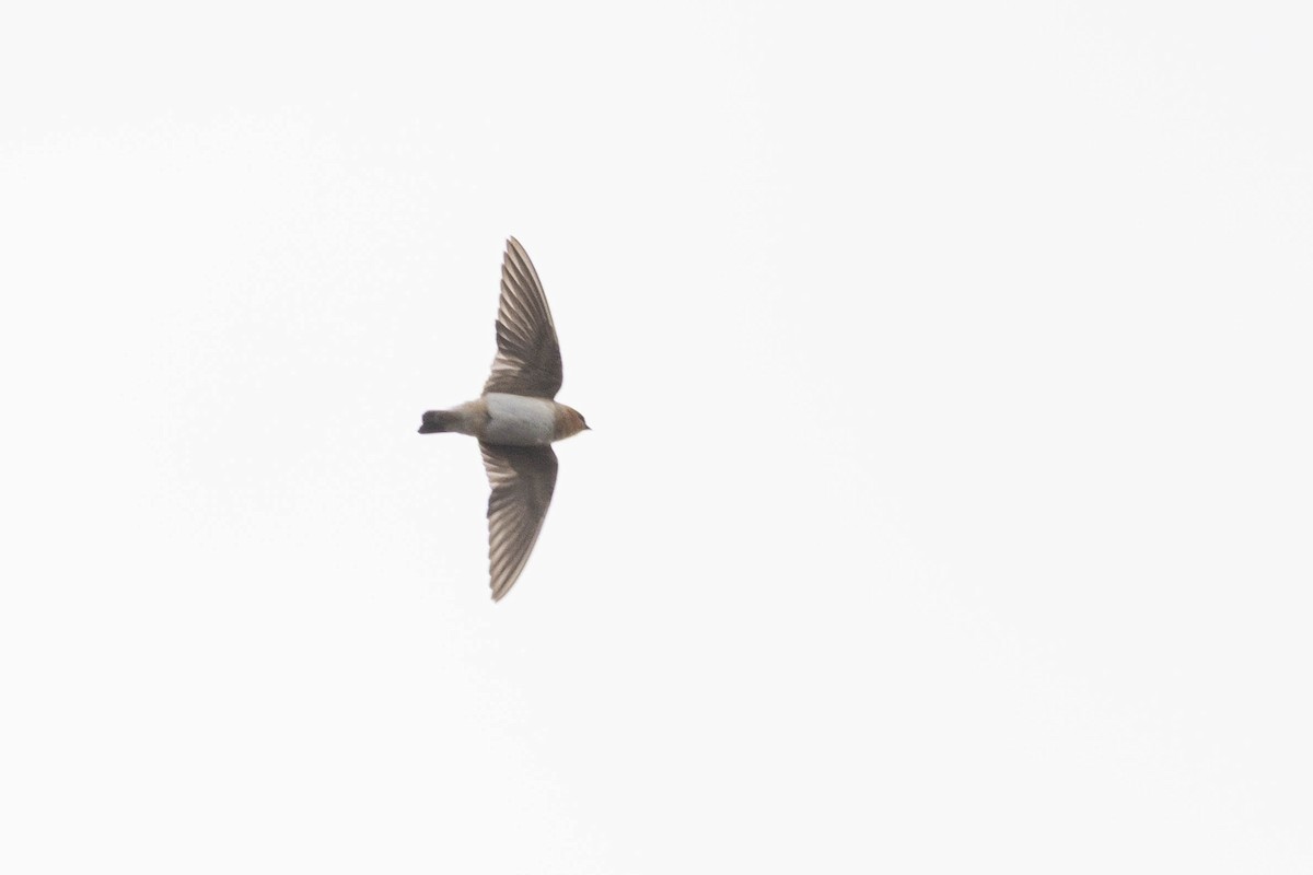 Cave Swallow - ML644870803