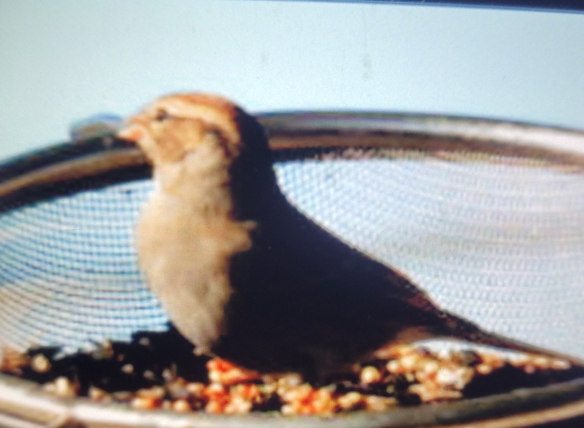 Chipping Sparrow - ML644870804