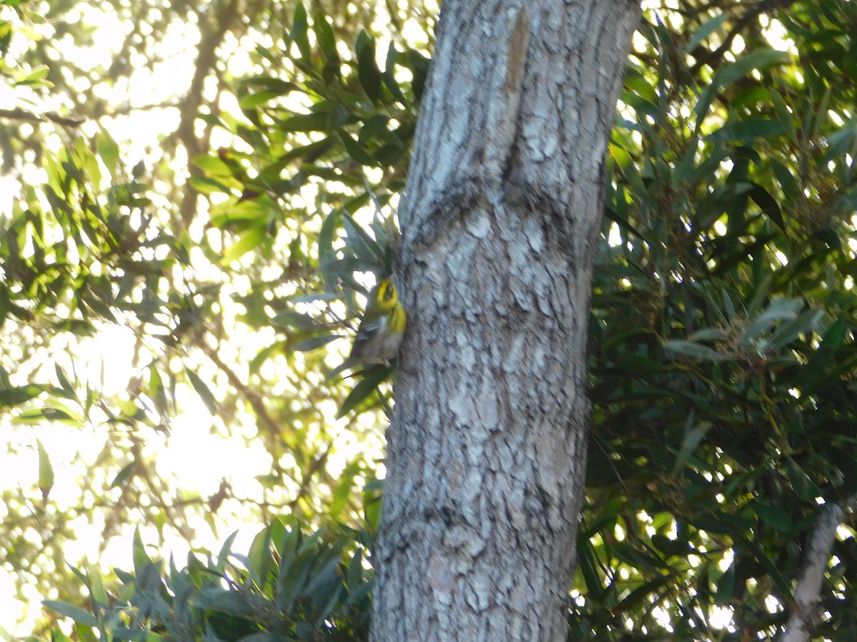 Townsend's Warbler - ML644870806