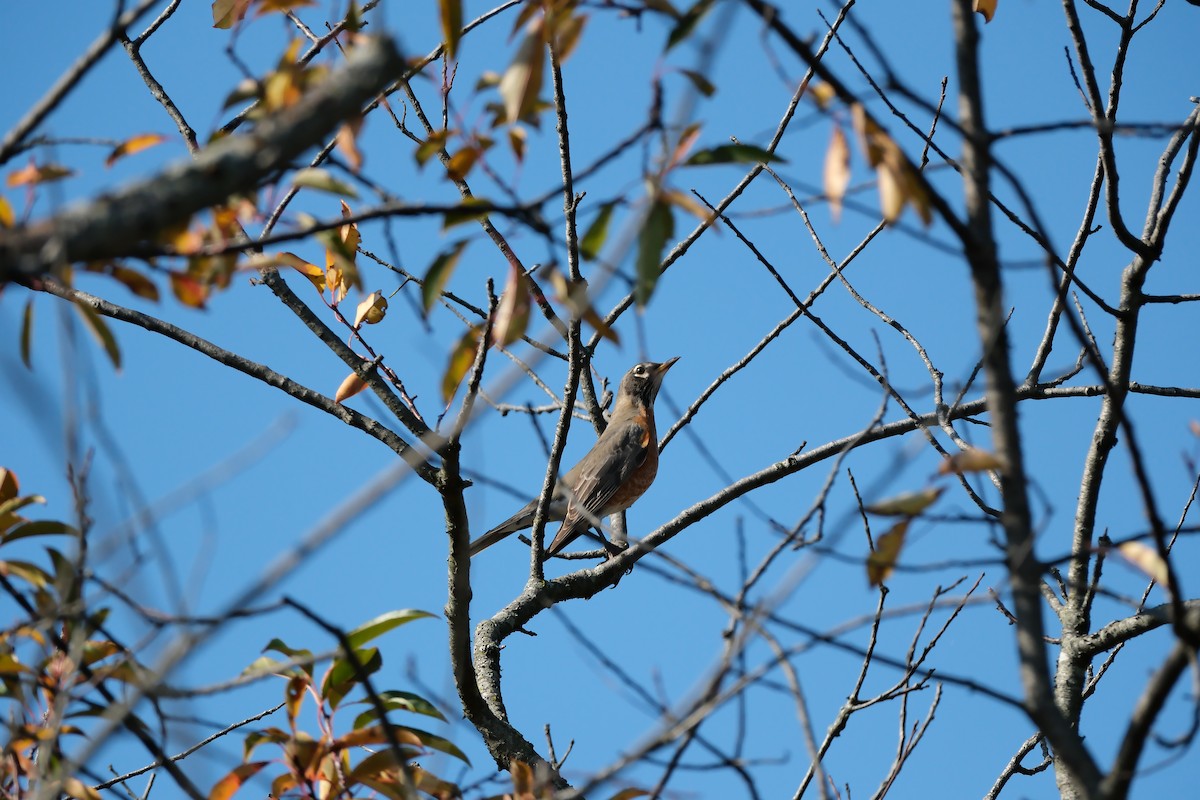 American Robin - ML644870808