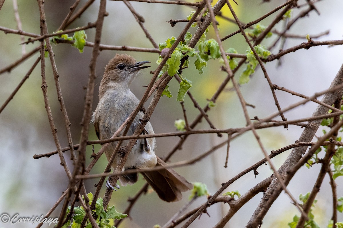 Northern Brownbul - ML644870817