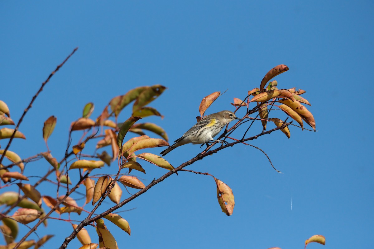 Yellow-rumped Warbler - ML644870818