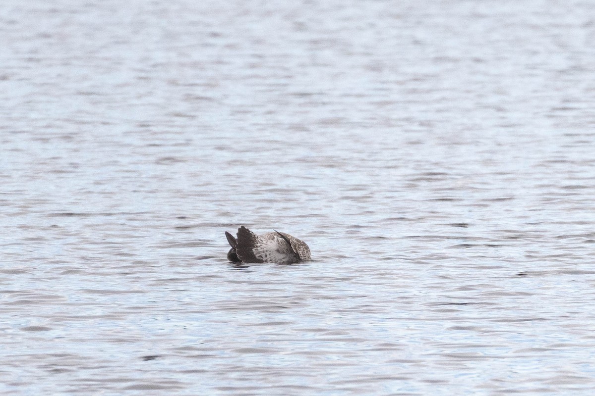 Lesser Black-backed Gull - ML644870822