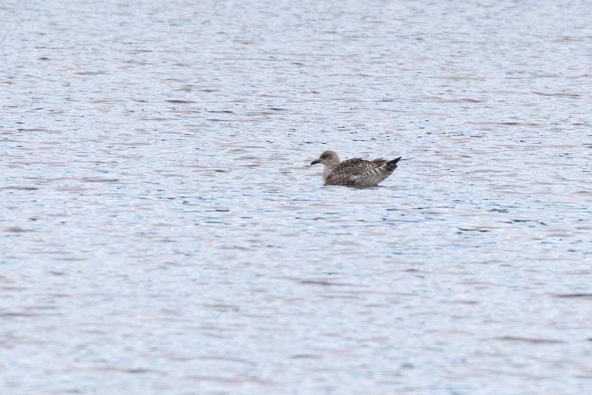 Lesser Black-backed Gull - ML644870823