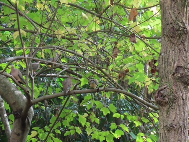 Mourning Dove - ML644870824