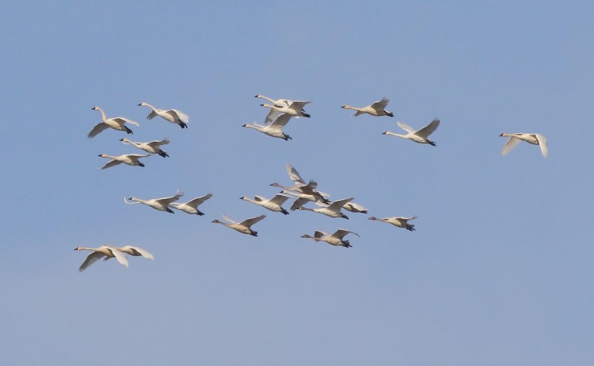 Tundra Swan - ML644870833