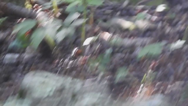 Eastern Towhee - ML644870835