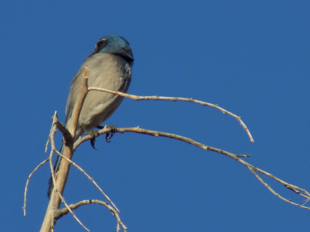 California Scrub-Jay - ML644870836